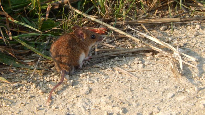 Eine Maus sitzt auf einem erdigen Feldweg neben hohem Gras