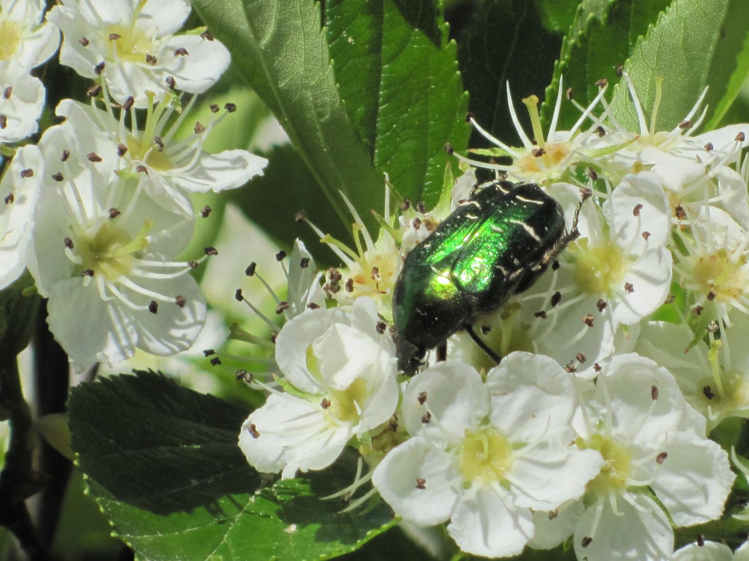 Grüne Käfer