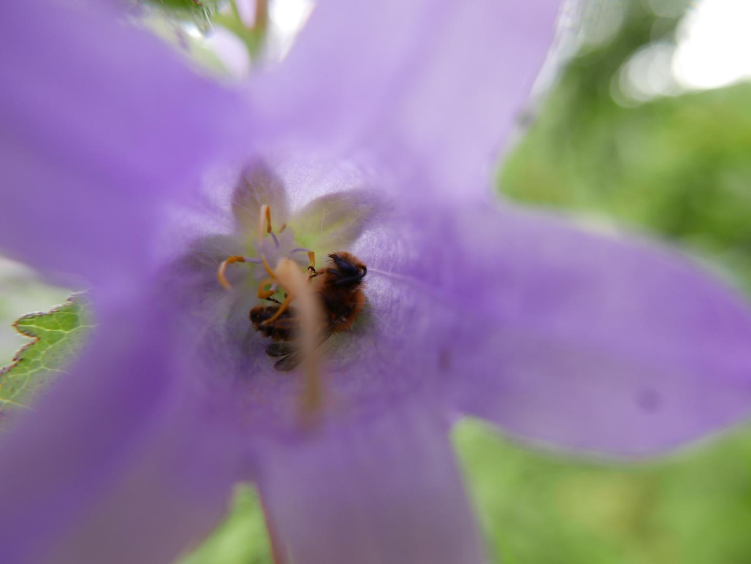 Glockenblumen-Sägehornbiene