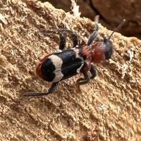 Ameisenbuntkäfer