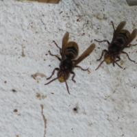 Insekten - Hornissen