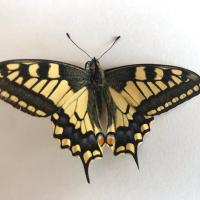 papillon diurne