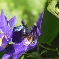 Blauschwarze Holzbiene 