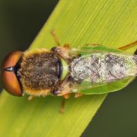 Torfmoor-Waffenfliege (Odontomyia angulata)