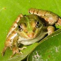 grenouille verte (complexe)