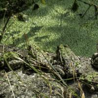 grenouille verte (complexe)