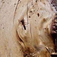 Ameisenspringspinne (Myrmarachne formicaria)